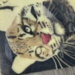 Felino
